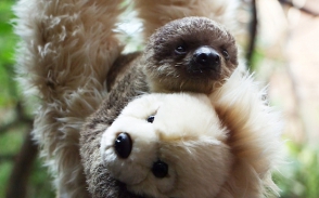 Լոնդոնի կենդանաբանական այգում փափուկ խաղալիքը փոխարինել է կենդանու մորը