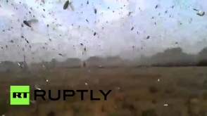 На Ставрополье обрушилось крупнейшее за 30 лет нашествие саранчи