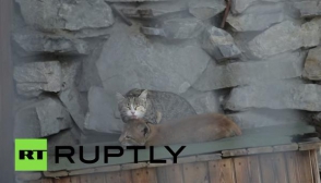 Նովոսիբիրսկի կենդանաբանական այգում տնական կատուն լուսանի ձագ է որդեգրել