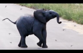 Играющий с ласточками слоненок стал звездой интернета