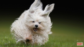 Եկատերինբուրգի բնակիչը կազատազրկվի հարևանի շանն ուտելու համար