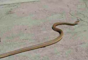 Գավառում հայտնաբերվել է օձ