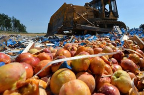 Жители Смоленска гонят самогон из санкционных персиков