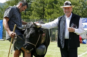 Բլաթթերին կով են նվիրել