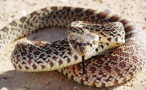 Վեդիում հայտնաբերվել է օձ