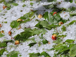 Արագածոտնի մարզում կարկուտ է տեղացել