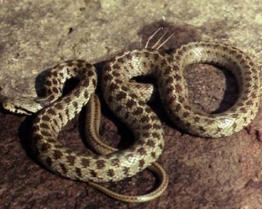 Կոտայքի մարզում օձ է հայտնաբերվել