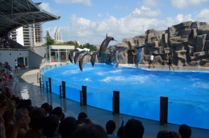 Ներխուժել են Բաթումի դելֆինարիում և պահանջել ազատ արձակել կենդանիներին