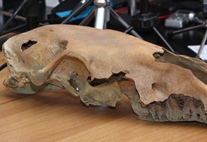 Սևանի ընդերքից հազարավոր տարիների վաղեմության բիզոնի ոսկոր է գտնվել (լուսանկար)