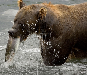 Бурые камчатские медведи на рыбалке