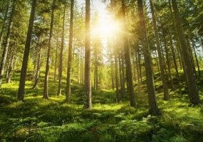 Գիտնականները հաշվել են ծառերի թիվը երկրագնդի վրա