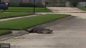 Выползший из канализации аллигатор шокировал жителей Луизианы (видео)