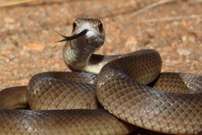 Մեղրիի տներից մեկում օձ է հայտնաբերվել