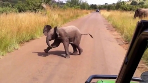 Անվճռական, բայց «կատաղի» փղիկը գրոհել է զբոսաշրջիկների վրա