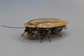 Российские ученые создали робота-таракана