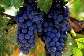 Մթերվել է 129 հազար տոննա խաղող