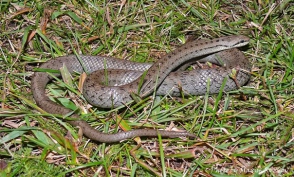 Բուդապեշտի փողոցի տներից մեկի մոտակայքում օձի ձագ է հայտնաբերվել