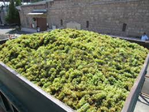 7 տոննա խաղողը թափել է ճանապարհին