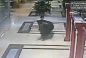 В Хабаровске застрелили медведя, устроившего погром в торговом центре (видео)