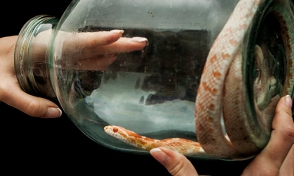 Կոյուղագծերի խողովակի մեջ հայտնաբերվել է օձ
