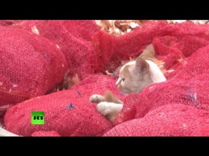 Рынок в Дамаске продолжает работу, несмотря на опасную обстановку