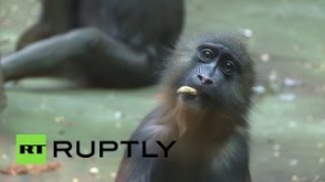 Московский зоопарк показал детеныша мандрила