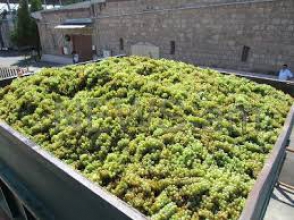 Մթերվել  է 209 հազար տոննա խաղող