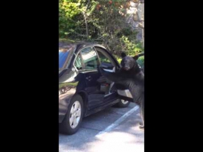 Արջը մտել է ավտոմեքենայի մեջ, որ ազդանշան տա