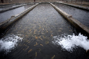 Գողություն ձկնաբուծարանից