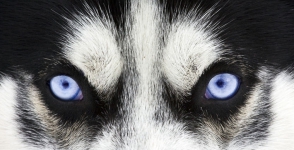 Արկտիկայում հնագույն ազնվացեղ շների մնացորդներ են գտնվել