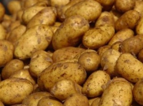 Կարտոֆիլի քաղցկեղը չի տարածվել