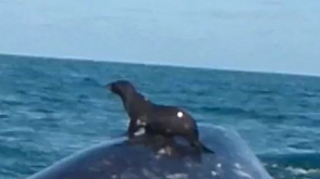 Морской котик прокатился верхом на ките