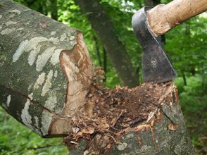 2015թ. ապօրինի կերպով 1273 ծառ է հատվել