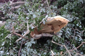 Նոր-Նորքի 8-րդ զանգվածում բարդին ընկել է ավտոճանապարհին