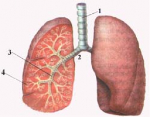Հայաստանում զգալիորեն նվազել են մենինգիտների և թոքաբորբերի դեպքերը