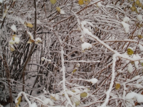 Թույլ ձյուն է տեղում Շիրակի մարզի Ամասիայի տարածաշրջանում