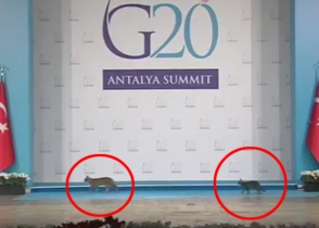 Երեք կատու է շրջել G20–ի բեմին