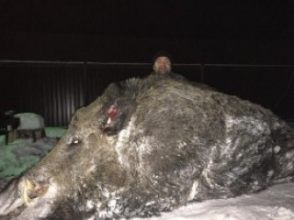 Ուրալում 500 կգ կշռող վարազ են որսացել (լուսանկար)