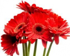 Вместо Турции герберы на российский рынок будут поставляться из Армения