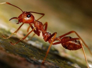 Միջատաբանները բացահայտել են մրջյունների ցատկելու կարողությունը (տեսանյութ)