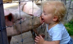 Իրանում 33 մարդ է մահացել խոզի գրիպից