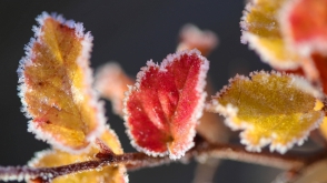 Օդի ջերմաստիճանն էապես չի փոխվի