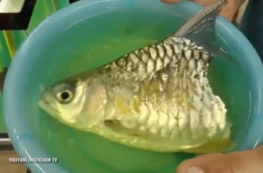 Թայլանդում տղամարդը տուն է բերել ձկան կեսը, որը դրանից հետո դեռ կես տարի էլ ապրել է