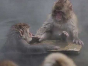 Японские макаки принимают спа-процедуры в горячих источниках