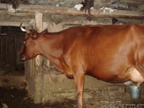 Գիշերը ջարդել են իր անասնագոմի դուռը և գողացել մեկ գլուխ կով, երկու գլուխ հորթ