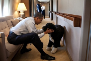 ԱՄՆ–ում ձերբակալել են Օբամայի շանն առևանգել փորձողին