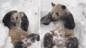 Պանդան «երանության գիրկն է ընկել» ԱՄՆ–ի ձնաբքից