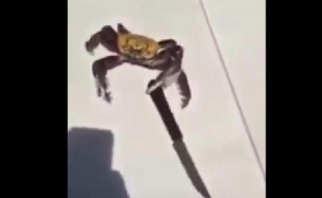 Դանակով զինված ծովախեցգետինը փորձել է փախուստի դիմել ռեստորանից