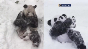 Պանդայի շորերով ամերիկացին մարտահրավեր է նետել Տյան–Տյանին