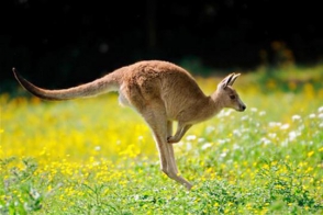 Террорист ИГ в Австралии хотел начинить взрывчаткой сумку кенгуру
